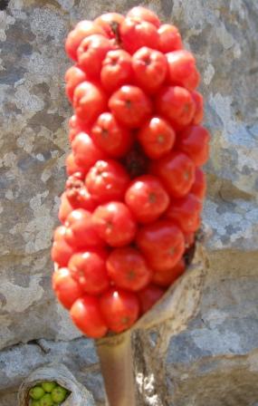 palline rosse - Arum italicum